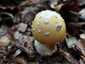 Sárga galóca (Amanita gemmata), Őrség